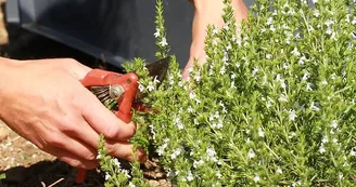 Aux Graines Buissonnières - Culture et cueillette de plantes aromatiques