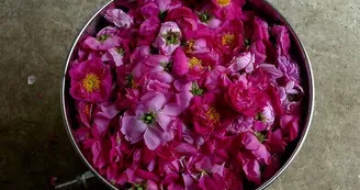 Aux Graines Buissonnières - Culture et cueillette de plantes aromatiques