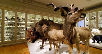 Muséum d'Histoire Naturelle Muséum d'Histoire Naturelle