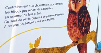 Exposition "Suis du doigt la Chouette" Exposition "Suis du doigt la Chouette"