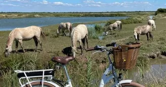 Marais de Brouage à vélo Marais de Brouage à vélo