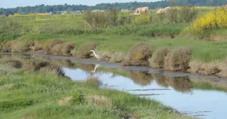 Marais de Brouage à vélo Marais de Brouage à vélo