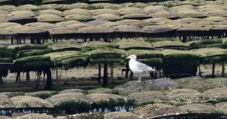 Promenade en mer Timkil