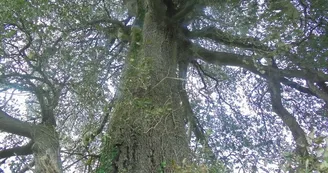 Le Chêne Vert