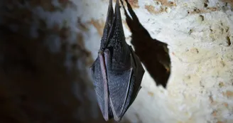 La biodiversité -Les chauves-souris, prédateurs de la nuit La biodiversité -Les chauves-souris, prédateurs de la nuit