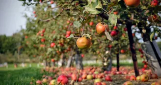 Biodiversité à cultiver : le verger Biodiversité à cultiver : le verger
