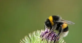 Biodiversité - Jardin Biodiversité - Jardin