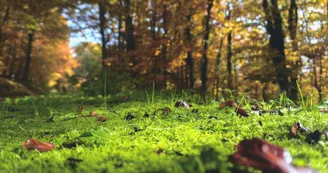 Biodiversité - Les ancêtres de la forêt, au service de la vie Biodiversité - Les ancêtres de la forêt, au service de la vie