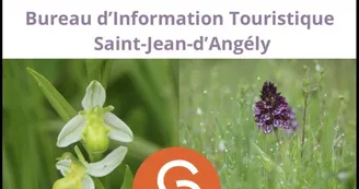 Exposition - Orchidées sauvages, une espèce sensible